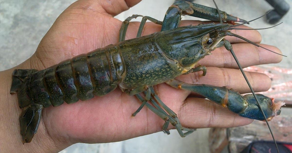 Freshwater Lobster Cultivation